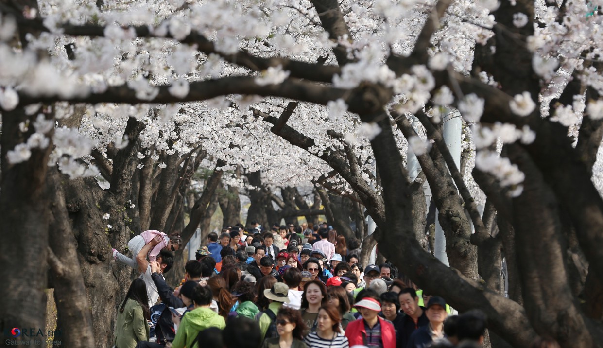 Spring flowers, Seoul, 2014, © Republic of Korea.