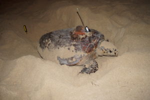 Data and biodiversity: Hawksbill turtle, Al Fuwairit. Photo © Dr. Anna Grichting.