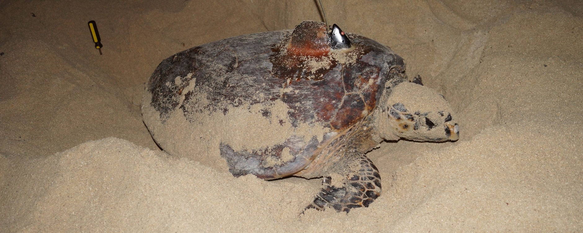 Data and biodiversity: Hawksbill turtle, Al Fuwairit. Photo © Dr. Anna Grichting.